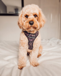 Trail & Glow® Dog Harness - Celestial