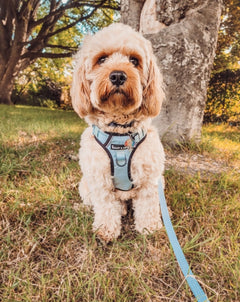 Trail & Glow® Dog Harness - The Eggshell Blue One