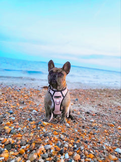 Trail & Glow® Harness Bundle Set - The Champagne One