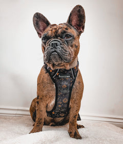 Trail & Glow® Dog Harness - Celestial