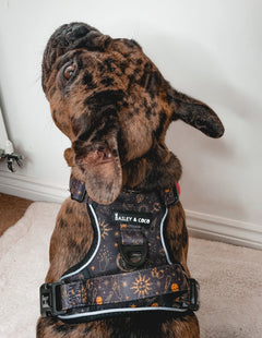 Trail & Glow® Dog Harness - Celestial