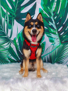 Trail & Glow® Dog Harness - The Red One