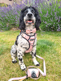 Trail & Glow® Dog Harness - The Champagne One