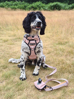 Trail & Glow® Harness Bundle Set - The Champagne One