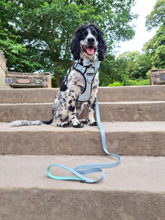 Trail & Glow® Dog Harness - The Eggshell Blue One