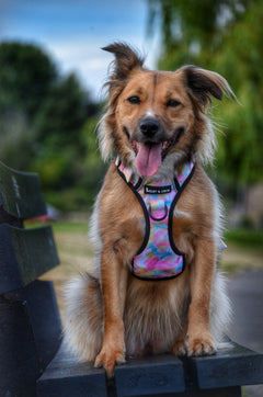 Trail & Glow® Harness Bundle Set - Candy Floss