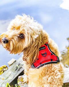 Trail & Glow® Dog Harness - The Red One