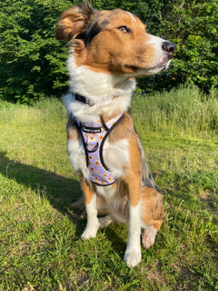 Trail & Glow® Dog Harness - Walking on Sunshine