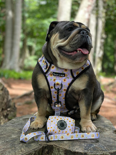 Trail & Glow® Dog Harness - Walking on Sunshine
