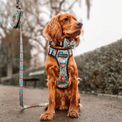 Dinosaur Dog Harness – Dino Party