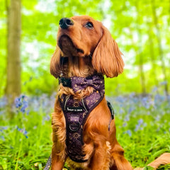 Trail & Glow® Dog Harness - Celestial