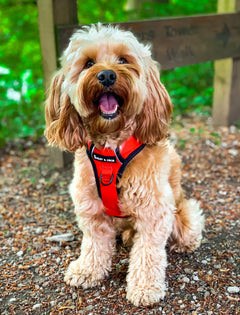 Trail & Glow® Dog Harness - The Red One