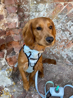 Trail & Glow® Harness Bundle Set - The Eggshell Blue One