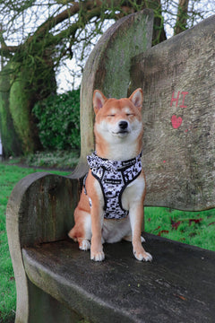 Trail & Glow Adjustable Dog Harness - On the Dot