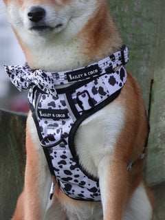 Trail & Glow Adjustable Dog Harness - On the Dot