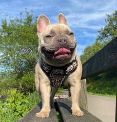 Trail & Glow® Dog Harness - Wild One