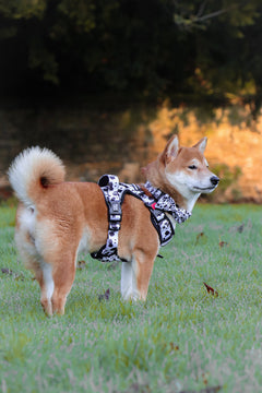 Trail & Glow Adjustable Dog Harness - On the Dot