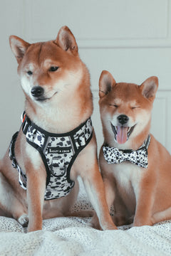 Trail & Glow Adjustable Dog Harness - On the Dot