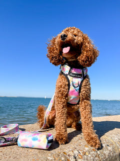 Trail & Glow® Dog Harness - Candy Floss