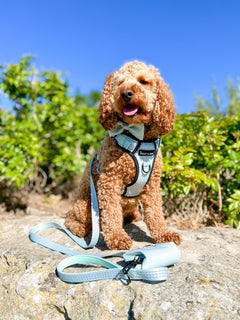 Trail & Glow® Dog Harness - The Eggshell Blue One