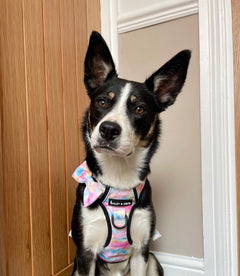 Trail & Glow® Harness Bundle Set - Candy Floss
