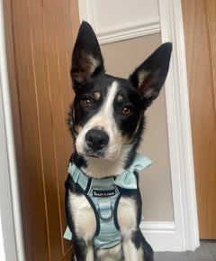 Trail & Glow® Dog Harness - The Eggshell Blue One