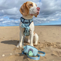 Trail & Glow® Dog Harness - The Eggshell Blue One