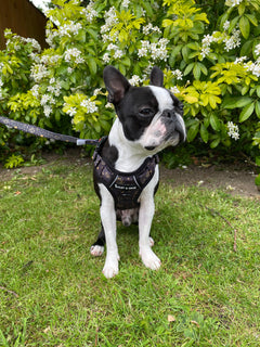 Trail & Glow® Dog Harness - Celestial