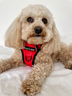 Trail & Glow® Dog Harness - The Red One