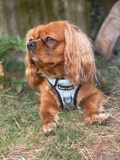 Trail & Glow® Dog Harness - The Eggshell Blue One
