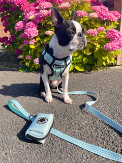 Trail & Glow® Dog Harness - The Eggshell Blue One