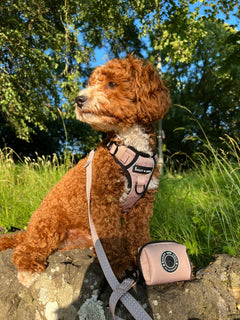 Trail & Glow® Dog Harness - The Champagne One