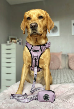 Trail & Glow® Dog Harness - The Lavender One