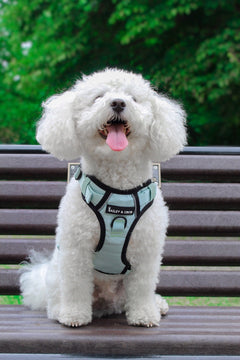 Trail & Glow® Dog Harness - The Eggshell Blue One