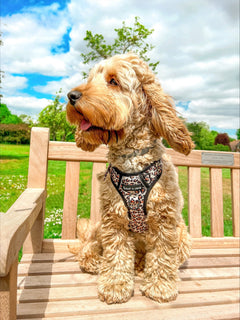Trail & Glow® Dog Harness - Wild One
