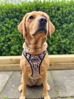 Trail & Glow® Dog Harness - Wild One