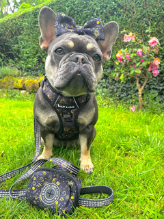 Trail & Glow® Dog Harness - Celestial