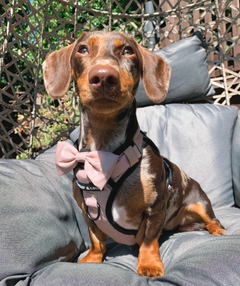 Trail & Glow® Dog Harness - The Champagne One