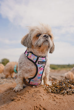 Trail & Glow® Harness Bundle Set - Candy Floss