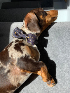 Bow Tie - Celestial