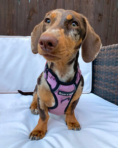 Trail & Glow® Harness Bundle Set - The Lavender One