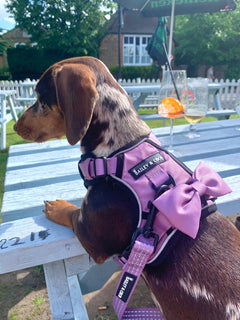Bow Tie - The Lavender One