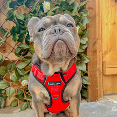 Trail & Glow® Dog Harness - The Red One