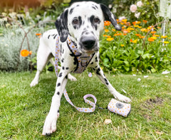 Trail & Glow® Harness Bundle Set - Walking on Sunshine