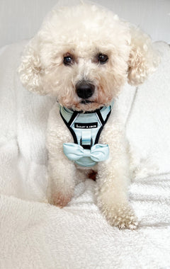Trail & Glow® Dog Harness - The Eggshell Blue One