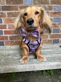 Trail & Glow® Harness Bundle Set - The Lavender One