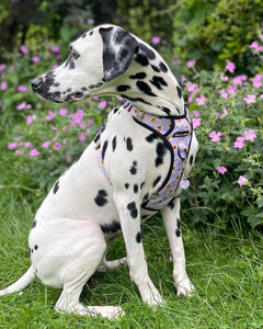 Trail & Glow® Dog Harness - Walking on Sunshine