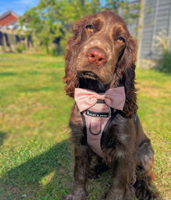 Trail & Glow® Dog Harness - The Champagne One