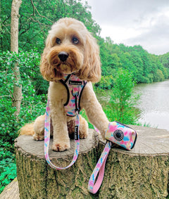 Trail & Glow® Dog Harness - Candy Floss