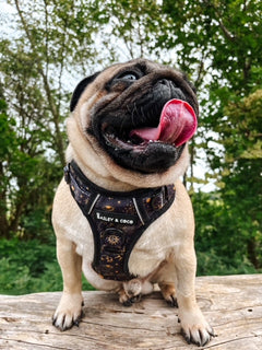 Trail & Glow® Dog Harness - Celestial